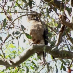 Tachyspiza fasciata (Brown Goshawk) at Deakin, ACT - 28 Dec 2018 by TomT