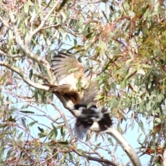 Accipiter fasciatus at Deakin, ACT - 28 Dec 2018