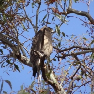 Accipiter fasciatus at Deakin, ACT - 28 Dec 2018