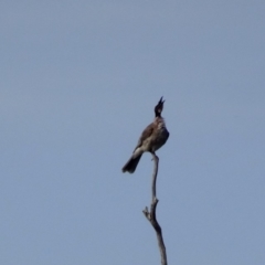 Accipiter fasciatus at Deakin, ACT - 28 Dec 2018