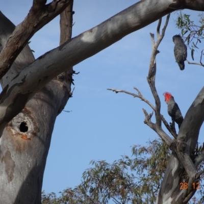 Callocephalon fimbriatum (Gang-gang Cockatoo) at Deakin, ACT - 27 Dec 2018 by TomT