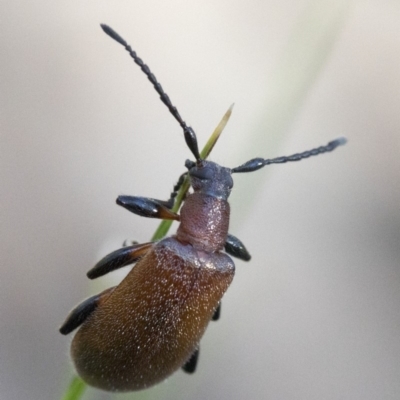 Ecnolagria grandis (Honeybrown beetle) at Paddys River, ACT - 19 Nov 2018 by JudithRoach