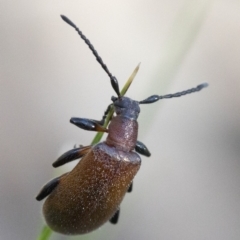 Ecnolagria grandis (Honeybrown beetle) at Paddys River, ACT - 18 Nov 2018 by JudithRoach
