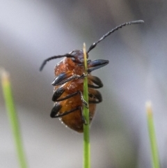 Ecnolagria grandis at Paddys River, ACT - 19 Nov 2018