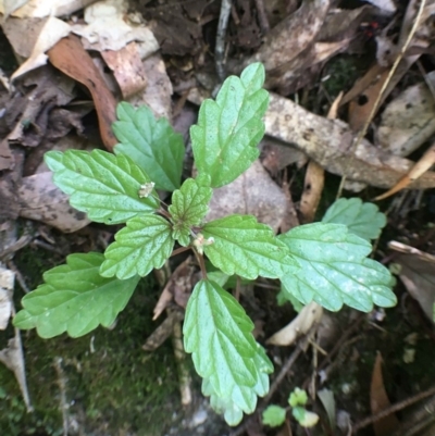 Australina pusilla subsp. muelleri (Small Shade Nettle) at Paddys River, ACT - 28 Dec 2018 by RWPurdie