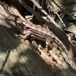 Rankinia diemensis at Paddys River, ACT - 28 Dec 2018