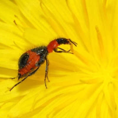 Dicranolaius villosus (Melyrid flower beetle) at Hackett, ACT - 21 Dec 2018 by TimL