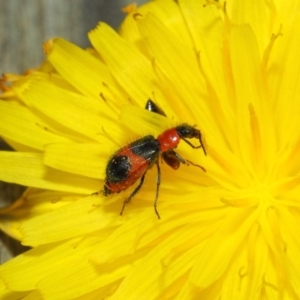 Dicranolaius villosus at Hackett, ACT - 21 Dec 2018 01:17 PM