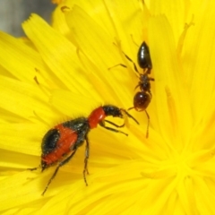 Dicranolaius villosus at Hackett, ACT - 21 Dec 2018 01:17 PM