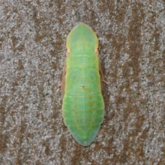 Ledrinae (subfamily) (A Flat-headed Leafhopper) at Acton, ACT - 17 Dec 2018 by TimL