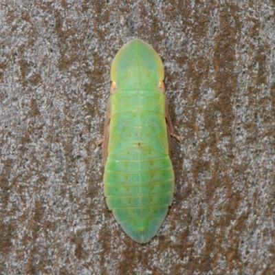 Ledrinae (subfamily) (A Flat-headed Leafhopper) at Acton, ACT - 16 Dec 2018 by TimL