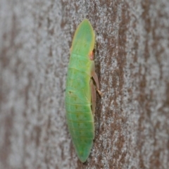 Ledrinae (subfamily) at Acton, ACT - 17 Dec 2018