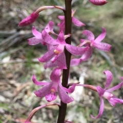 Dipodium roseum (Rosy Hyacinth Orchid) at Paddys River, ACT - 28 Dec 2018 by RWPurdie