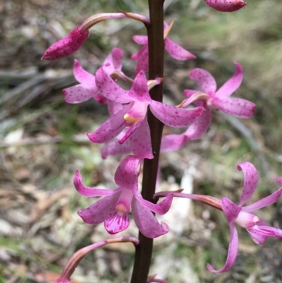 Dipodium roseum (Rosy Hyacinth Orchid) at Paddys River, ACT - 27 Dec 2018 by RWPurdie
