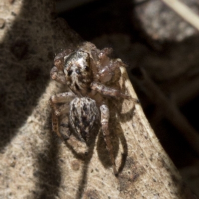 Servaea sp. (genus) (Unidentified Servaea jumping spider) at Paddys River, ACT - 19 Nov 2018 by JudithRoach