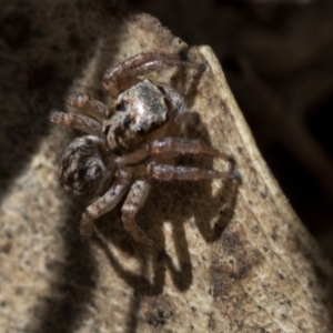 Servaea sp. (genus) at Tidbinbilla Nature Reserve - 19 Nov 2018