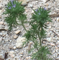 Navarretia squarrosa (Californian Stinkweed) at Paddys River, ACT - 27 Dec 2018 by RWPurdie