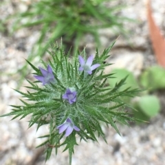 Navarretia squarrosa at Paddys River, ACT - 28 Dec 2018