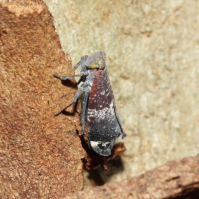 Platybrachys decemmacula (Green-faced gum hopper) at Acton, ACT - 18 Dec 2018 by TimL