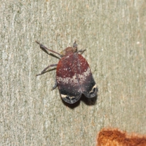 Platybrachys decemmacula at Acton, ACT - 18 Dec 2018