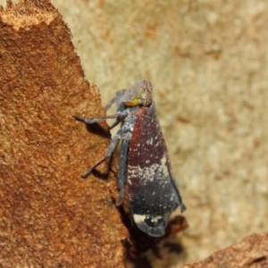 Platybrachys decemmacula at Acton, ACT - 18 Dec 2018