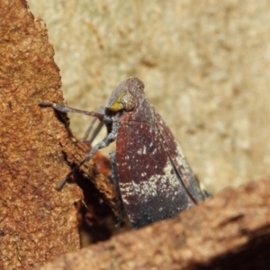 Platybrachys decemmacula at Acton, ACT - 18 Dec 2018