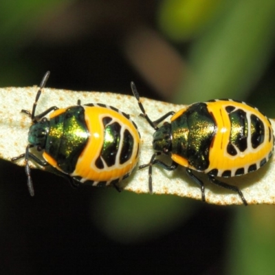 Scutiphora pedicellata (Metallic Jewel Bug) at ANBG - 21 Dec 2018 by TimL