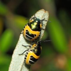 Scutiphora pedicellata at Acton, ACT - 21 Dec 2018