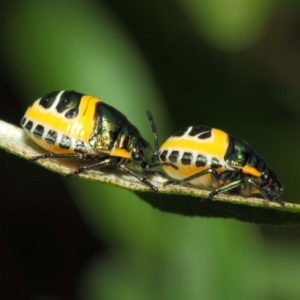 Scutiphora pedicellata at Acton, ACT - 21 Dec 2018 01:59 PM