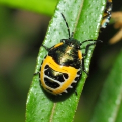 Scutiphora pedicellata at Acton, ACT - 21 Dec 2018