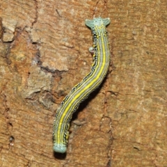 Chlenias (genus) at Acton, ACT - 18 Dec 2018 01:40 PM