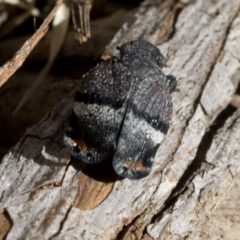 Platybrachys decemmacula (Green-faced gum hopper) at Tidbinbilla Nature Reserve - 18 Nov 2018 by Judith Roach