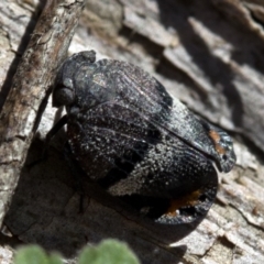 Platybrachys decemmacula at Paddys River, ACT - 19 Nov 2018