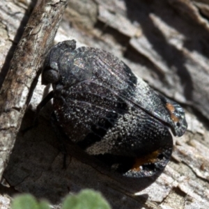 Platybrachys decemmacula at Paddys River, ACT - 19 Nov 2018