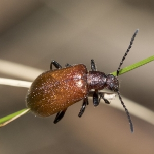 Ecnolagria grandis at Paddys River, ACT - 7 Dec 2018