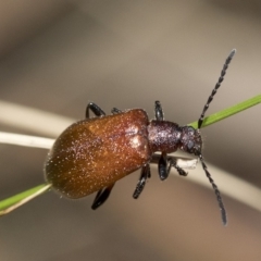 Ecnolagria grandis (Honeybrown beetle) at Paddys River, ACT - 6 Dec 2018 by JudithRoach