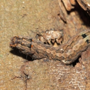 Lepidoptera unclassified IMMATURE at Acton, ACT - 18 Dec 2018 01:42 PM