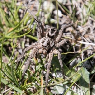 Tasmanicosa sp. (genus) (Unidentified Tasmanicosa wolf spider) at Namadgi National Park - 1 Dec 2018 by SWishart