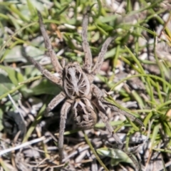 Tasmanicosa sp. (genus) at Namadgi National Park - 1 Dec 2018 01:28 PM