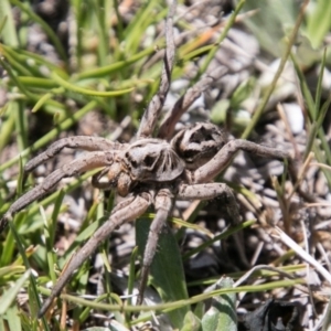 Tasmanicosa sp. (genus) at Namadgi National Park - 1 Dec 2018 01:28 PM