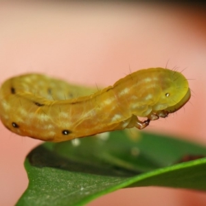 Capusa (genus) at Hackett, ACT - 21 Dec 2018