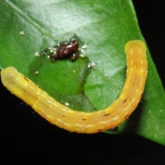 Capusa (genus) at Hackett, ACT - 21 Dec 2018