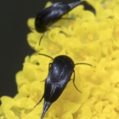 Mordella sp. (genus) (Pintail or tumbling flower beetle) at Cotter River, ACT - 7 Dec 2018 by JudithRoach