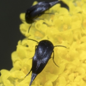 Mordella sp. (genus) at Cotter River, ACT - 8 Dec 2018 09:58 AM