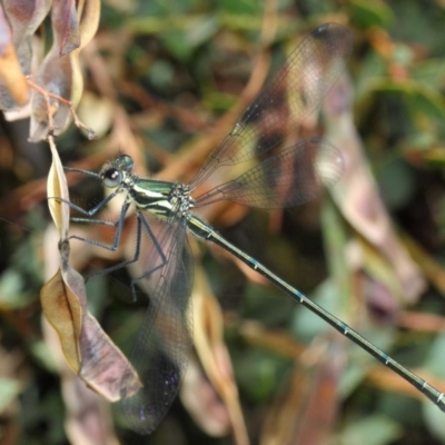 Austroargiolestes icteromelas (Common Flatwing) at ANBG - 17 Dec 2018 by TimL