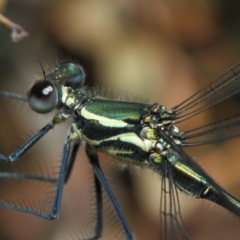 Austroargiolestes icteromelas at Acton, ACT - 17 Dec 2018