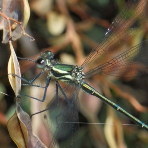 Austroargiolestes icteromelas at Acton, ACT - 17 Dec 2018