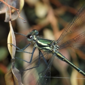 Austroargiolestes icteromelas at Acton, ACT - 17 Dec 2018