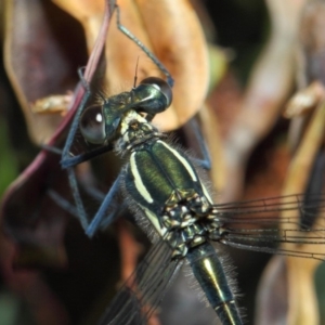 Austroargiolestes icteromelas at Acton, ACT - 17 Dec 2018 09:36 AM