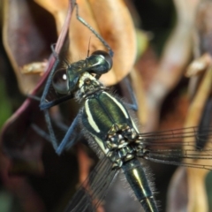 Austroargiolestes icteromelas at Acton, ACT - 17 Dec 2018